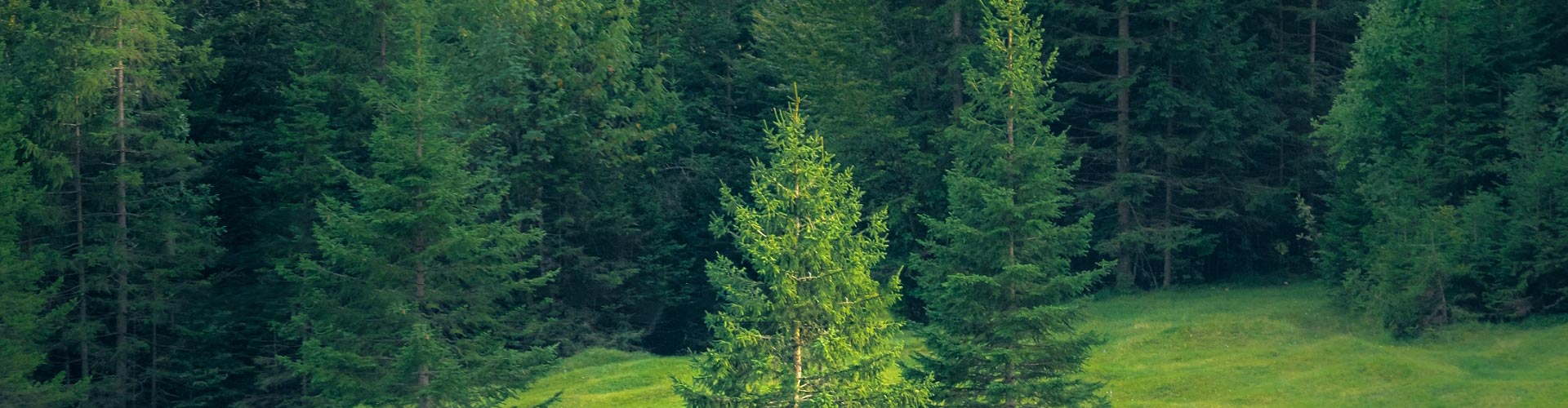 Bærekraft